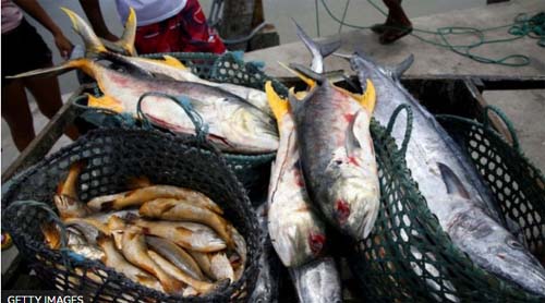 Doença da urina preta: o que se sabe sobre possível surto no Amazonas