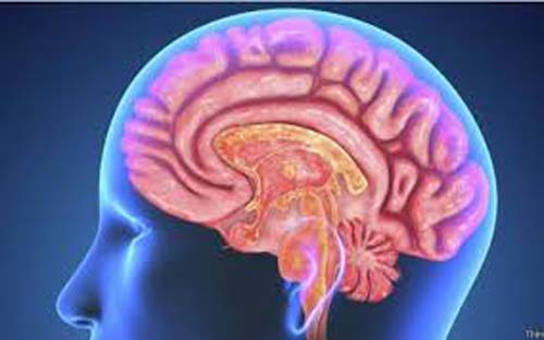 Cérebro recebe ‘recompensa’ dupla pelas refeições