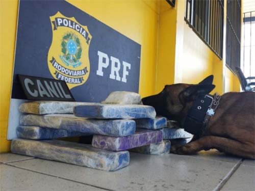 Polícia de Alagoas apreende mais de 12 quilos de maconha em ônibus clandestino