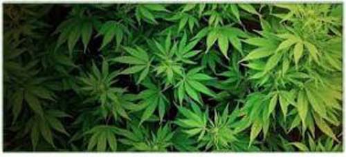 Drogas movimentam R$ 400 mi em Alagoas e general quer legalização