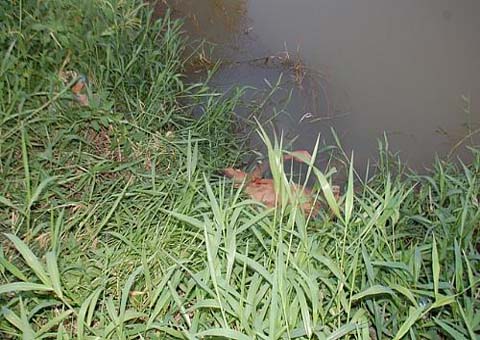 Jovem é executado e tem corpo jogado em ‘canal’ de Bebedouro