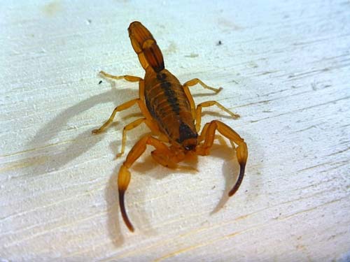 Saúde alerta para cuidados e prevenção contra a proliferação de escorpiões