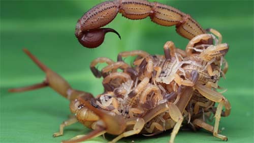 Escorpiões são mais comuns no período de verão; especialistas recomendam cuidados