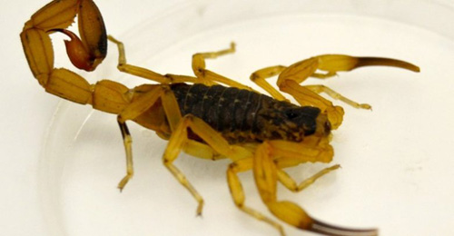 Bebê de 1 ano e 6 meses é socorrido após ser picado por escorpião no Jacintinho