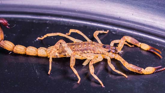 Saiba o que fazer se for picado por escorpião