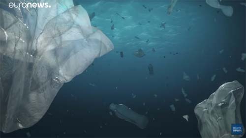 Um milhão de espécies em risco de desaparecer