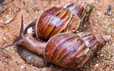 Esquistossomose já atinge 70% dos municípios de Alagoas