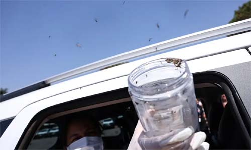 Iniciativa de Controle de Mosquitos em Territórios Indígenas de Pernambuco e Região Sul do Brasil