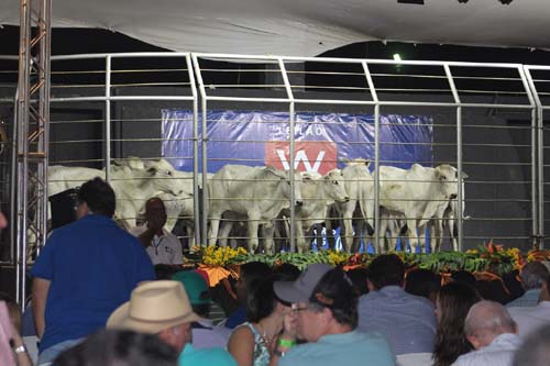Expoagro/AL é a principal praça de comercialização animal do Norte e Nordeste