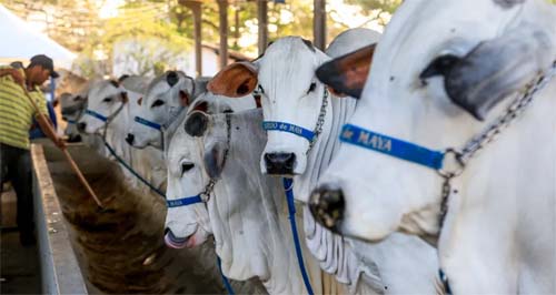 Início da Expoagro Alagoas 2025 promete movimentar milhões com eventos e novidades para todos os públicos