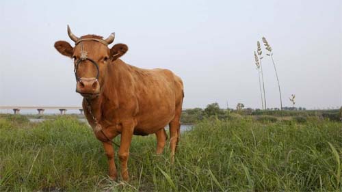 Exportação agropecuária em 2024 tende a cair em volume