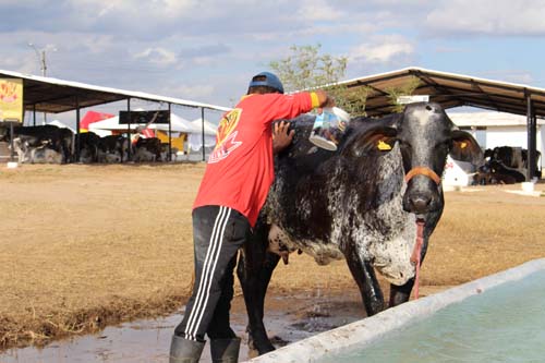37ª Expobacia Leiteira vai reunir mais de mil animais no interior do estado