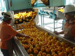 Suco de laranja lima será produzido em Santana do Mundaú