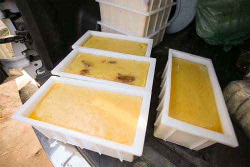 Fábricas clandestinas de queijo em Batalha e Major Izidoro são interditadas pela FPI