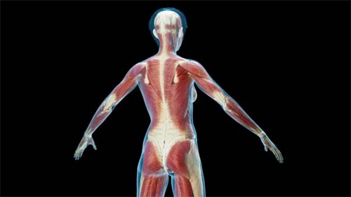 Fáscia: como a parte mais negligenciada do corpo passou a receber atenção