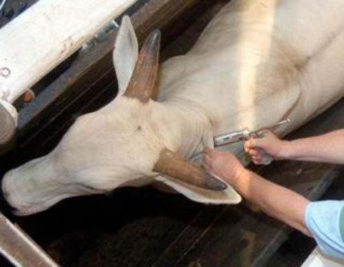 Alagoas pode se tornar zona livre da febre aftosa até o final do ano 
