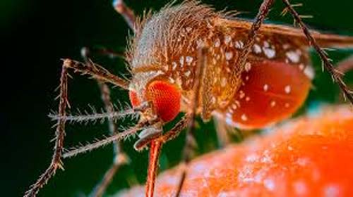 Febre Oropouche já causou mais de 10 mil casos e mortes em 2025 no Brasil
