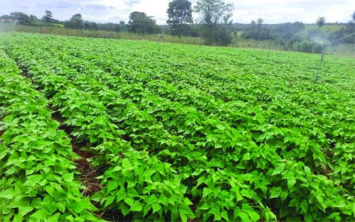 PIB agropecuário de AL cresce 9,6% e tem 5ª maior alta do Brasil