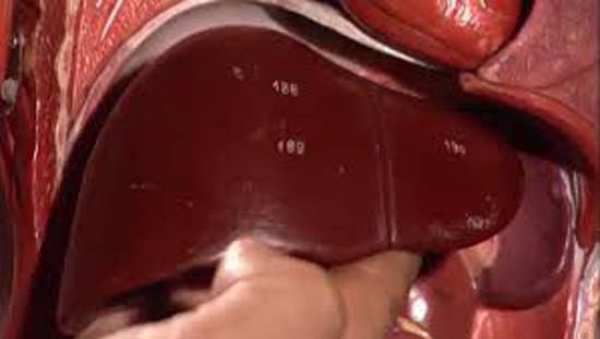 Fígado é o maior órgão maciço do corpo humano