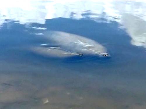 Em meio à polêmica da mancha de óleo, nasce peixe-boi na Barra de Santo Antônio