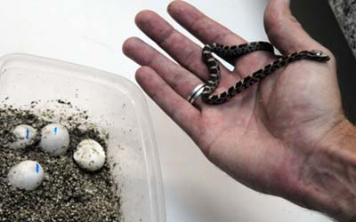 Filhotes de cobra encontrada em prédio de Águas Claras nascem em Zoo