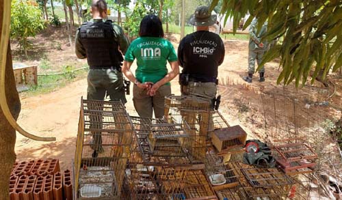 Fiscalização ambiental apreende 215 aves em cativeiro, na Zona da Mata em Alagoas