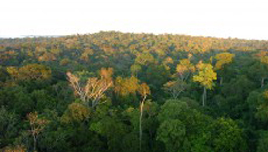 Estudo traz dados inéditos para restauração de florestas
