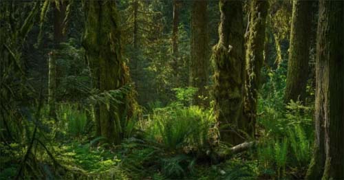 Cientistas no Japão Descobrem Estranha Criatura Azul de Seis Olhos