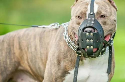 ALE debate projeto que obriga uso de focinheira em raças de cães com histórico agressivo