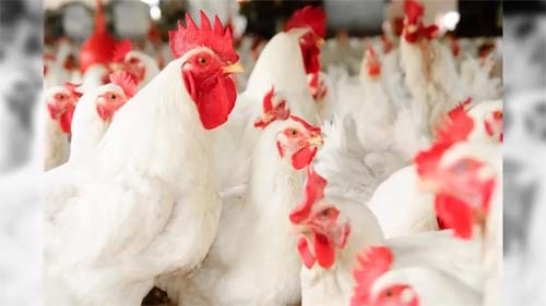 Frango tem hormônio? Entenda os mitos e verdades sobre a carne de frango