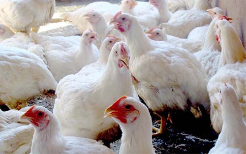 Frango: Poder de compra do avicultor tem nova queda