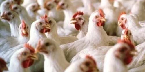 Gripe das aves se espalha para vacas e veterinários nos EUA: um resumo abrangente