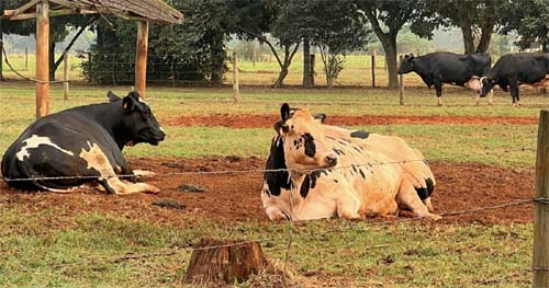 Leite é considerado seguro para consumo, mas micotoxinas em rações de vacas acendem alerta sanitário