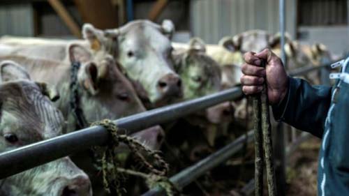 China detecta coronavírus em carne bovina do Brasil, diz jornal