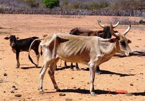 Apesar de chuvas, NE levará uma década para se recuperar de efeitos da seca