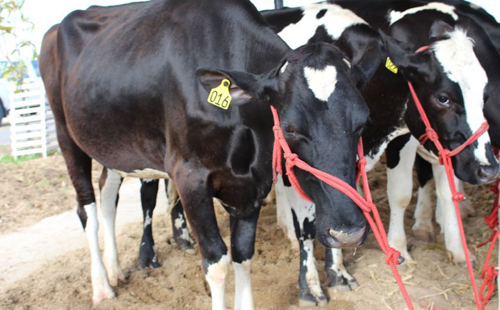 Expo Bacia Leiteira fará lançamento oficial na sexta (20)