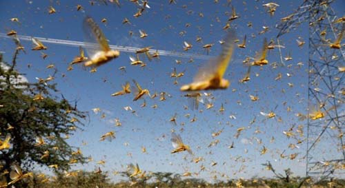 Nuvem de gafanhotos volta a preocupar agricultores brasileiros