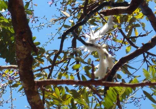 Galho congelado no Sol Nascente atrai fiéis a espera de um milagre em Brasilia