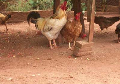 Mãe denuncia filhas por furtarem galo do quintal