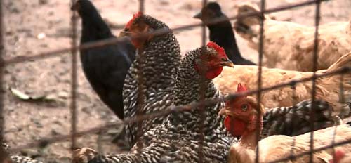 Vizinhos se unem e criam galinhas para ‘caçar’ escorpiões em terreno de Piracicaba