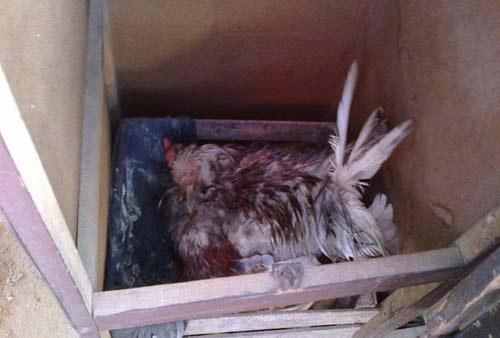 Galo que choca ovos em Alagoas pode ter sofrido alteração hormonal