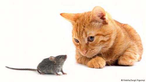 Como a toxoplasmose age no cérebro