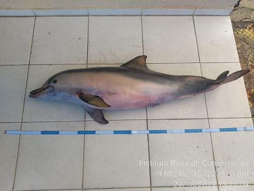 Terceiro golfinho é encontrado morto em praia de Maceió