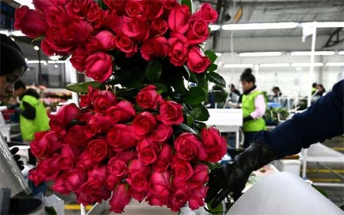 Golpistas usam inteligência artificial para aplicar golpes em busca de relacionamentos online