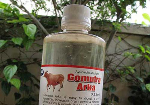 Cresce a procura por terapia com urina de vaca na India