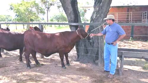 A megaestrada que ligará Brasil e Chile cruzando 'inferno verde' no Paraguai
