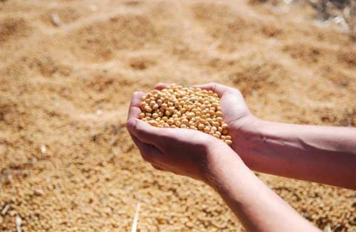 Exportações da agropecuária têm a melhor receita mensal da história