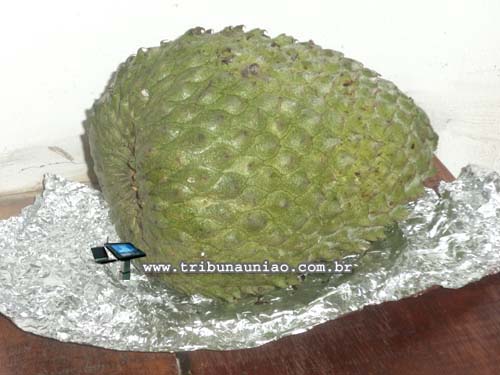 Novamente: 'Pé' de graviola produz fruto de 5,350 kg na periferia de União dos Palmares