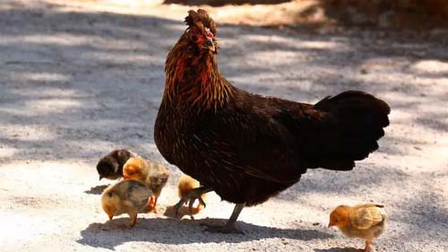 Gripe aviária reaparece no Camboja e mata uma criança, alerta agência de saúde da ONU