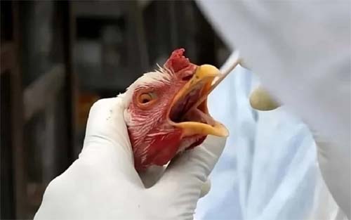 Brasil se declara livre da gripe aviária e comunica à OMSA